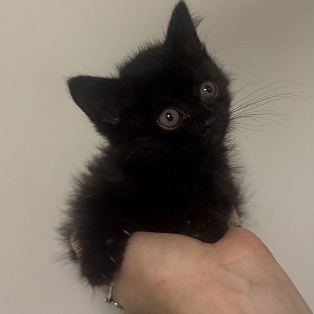 Эльф котёнок
