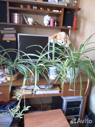 Хлорофитум