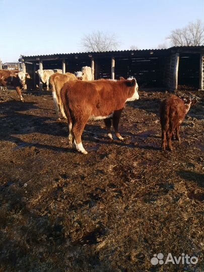 Быки живым весом продать