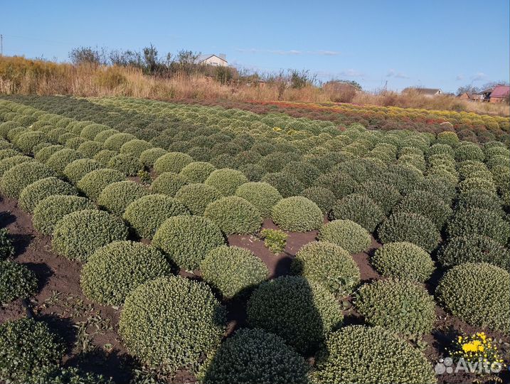 Хризантемы мультифлора