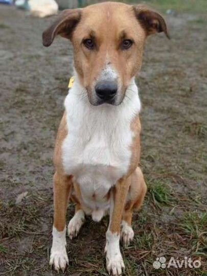 Красавец Фердинанд ищет дом в добрые руки