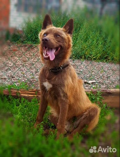 Разноцветноглазый 