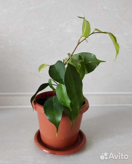 Фикус бенджамина