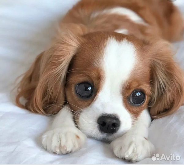 Квартирная передержка маленьких собак