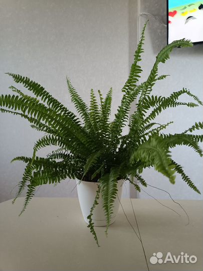 Папоротник Нефролепис Соната
