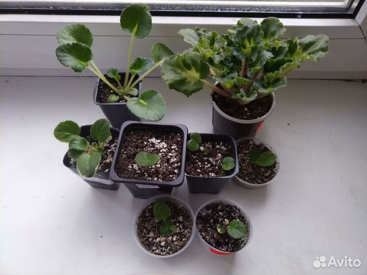 Фиалки (цена за всё) 11 сортов