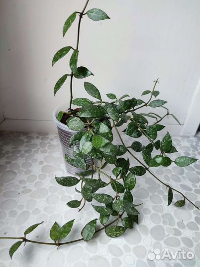 Хойя (крупные укорененные черенки)