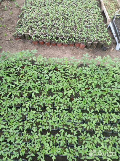 Рассада помидор