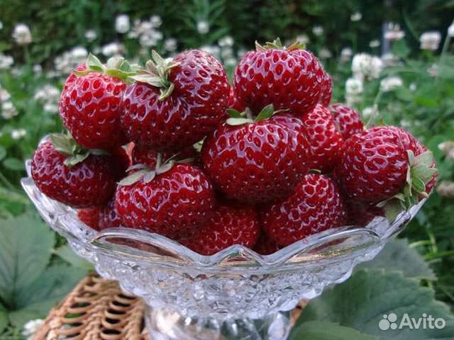 Саженцы клубники Мице Шиндлер