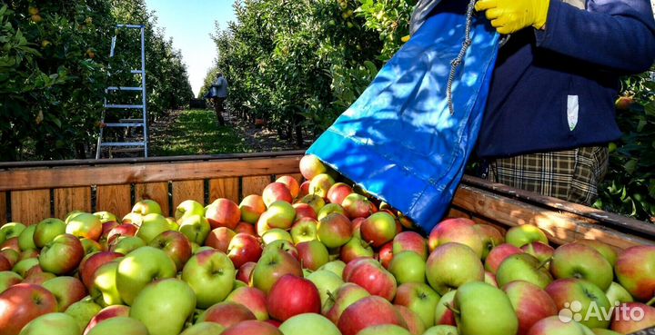 Сборщик яблок в саду. Вахта