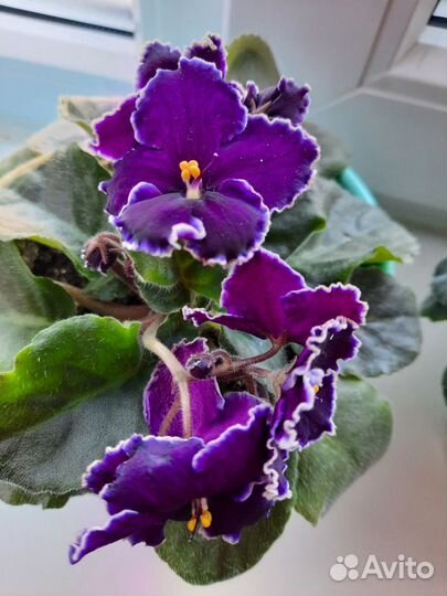 Фиалки, жби