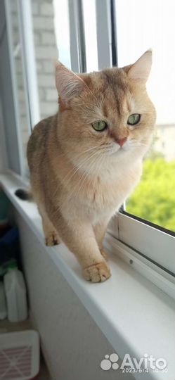 Шотландский кот на вязку