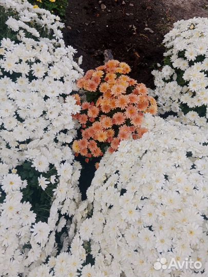 Хризантема мультифлора