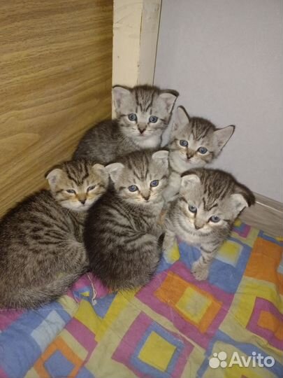 Британские котята