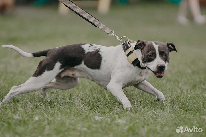 Ищем кобеля для вязки