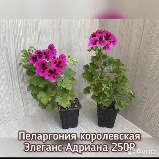 Пеларгония герань