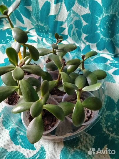 Толстянка денежное дерево