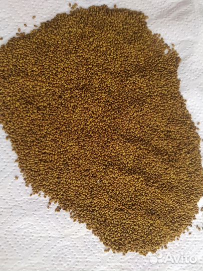 Семена люцерны