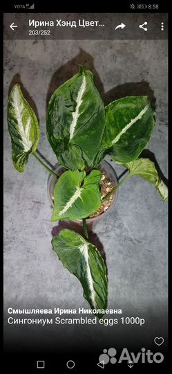 Сингониум Wendlandii Scrambled Eggs Яичница