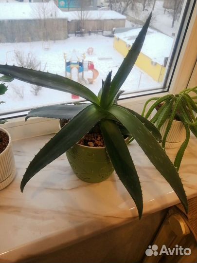 Цветы домашние в горшках