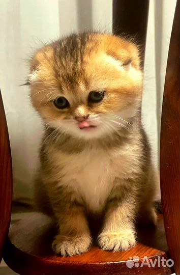 Шотландская вислоухая