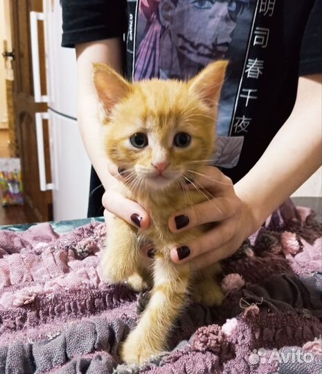 Отдам котёнка в добрые руки