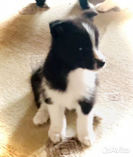 Самоедская лайка щенки