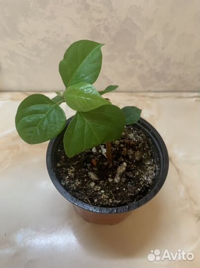 Бугенвиллия