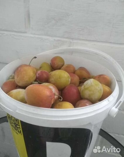 Слива жёлтая медовая