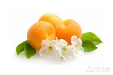 Гражданство Армении, РВП, ВНЖ, гражданство России