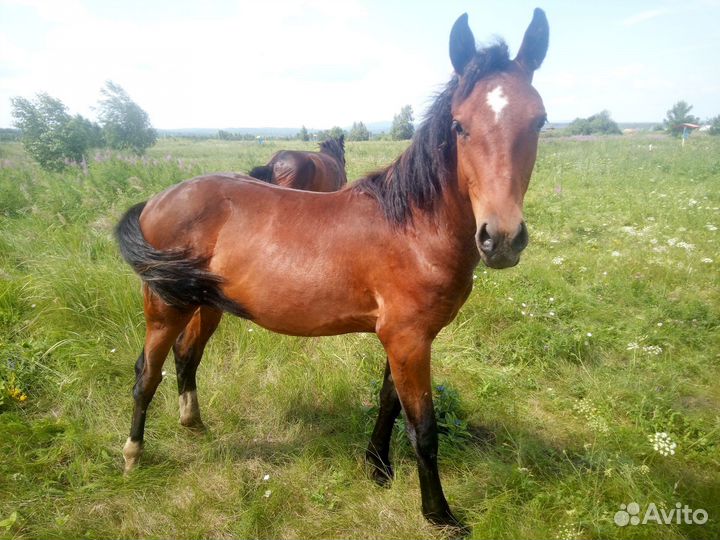 Кобыла и жеребенок