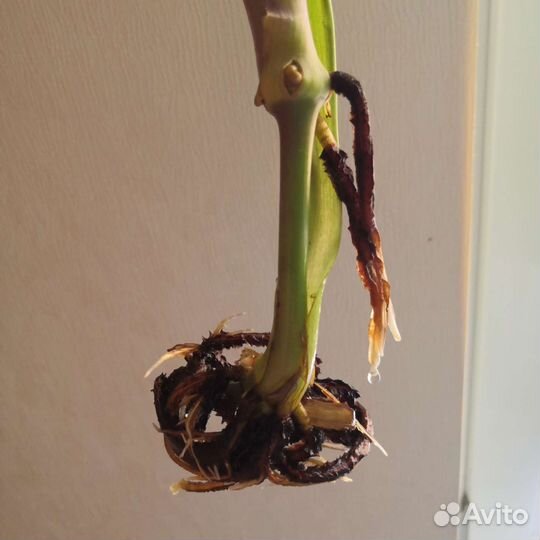 Рэо, Секретазия пурпурная