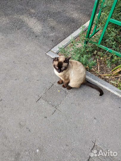 Кошка в дар