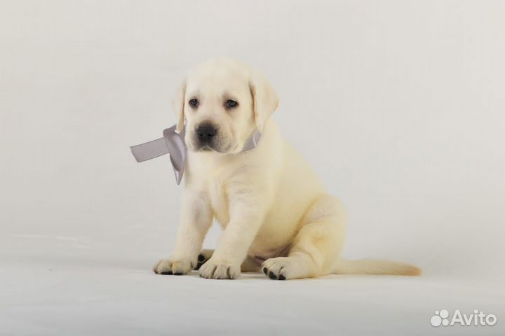 Щенки лабрадора