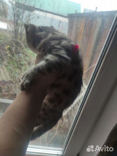 Котята бенгальские