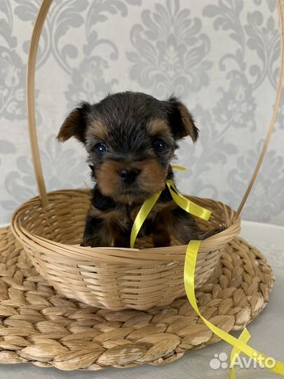 Йоркширский терьер