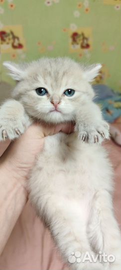 Шотландские вислоухие котята шиншилла