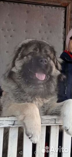 Вязка Кавказская овчарка