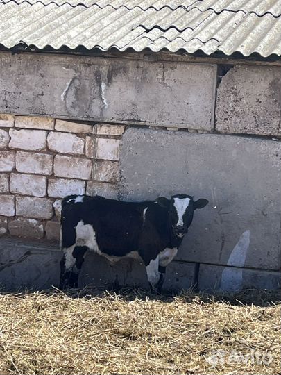 Крс быки телята