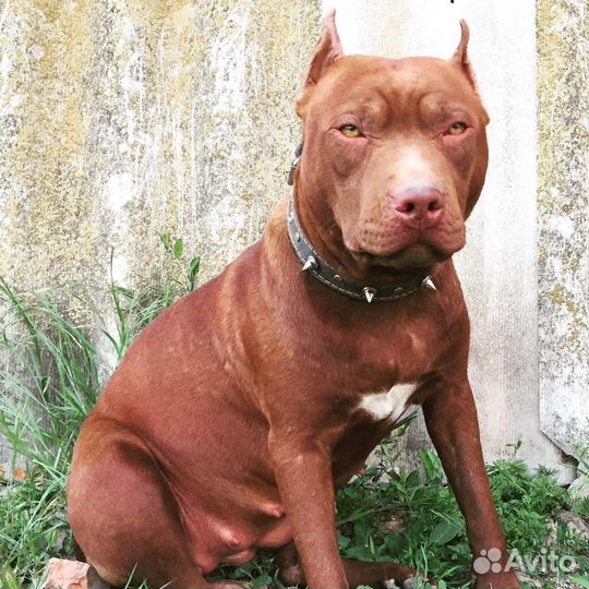 Питбуль вязка