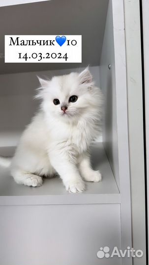 Котята 2 месяца