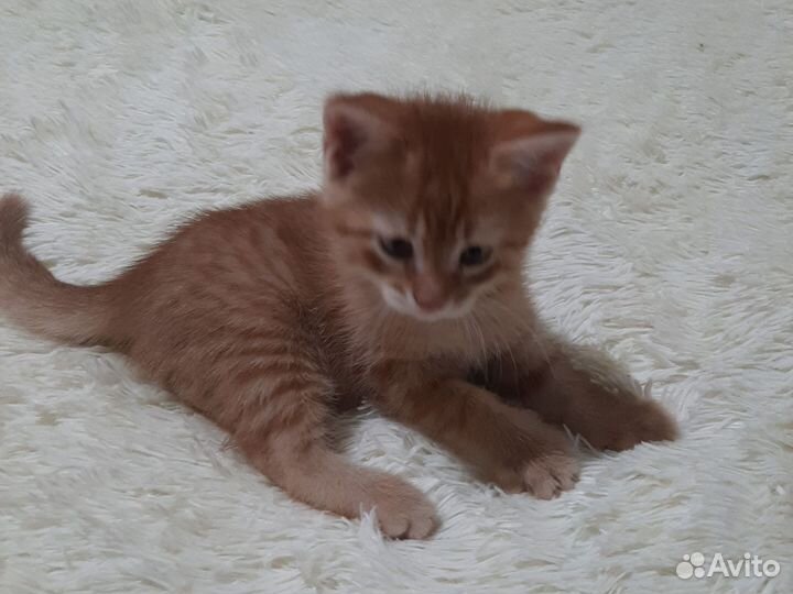 Кошечка в добрые руки