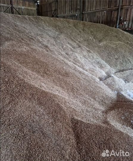 Ячмень яровой, Фуражная пшеница корма