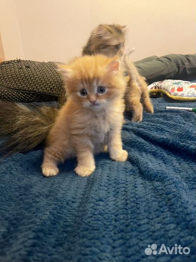 Простой котик(похож на мейкуна)