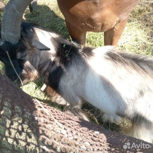 Коза дойная альпийская