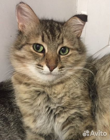 Девочка бездомыш ждёт доброе сердце