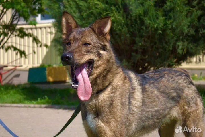 Лучший пёс в добрые руки