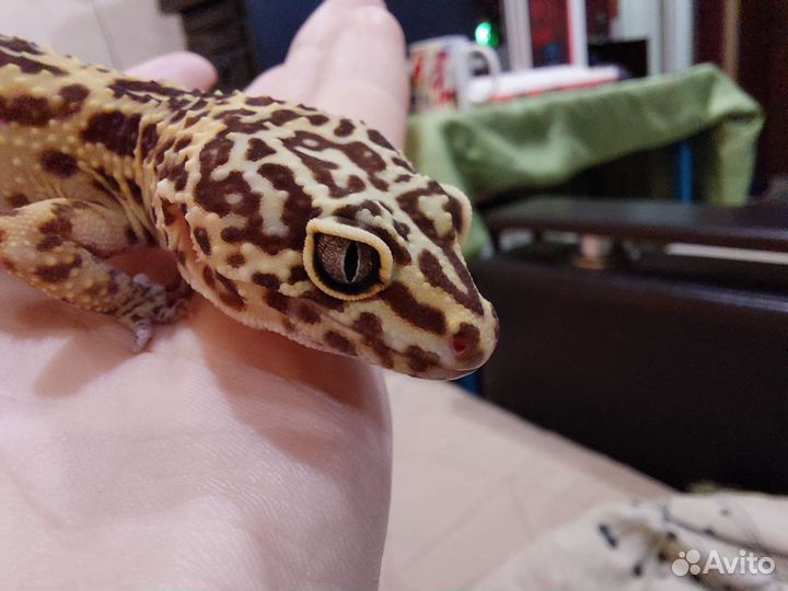 Пятнистый эублефар