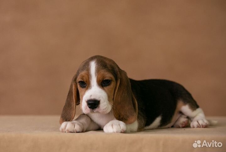 Щенок бигль