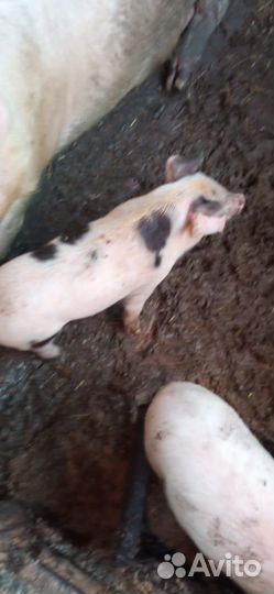 Поросята